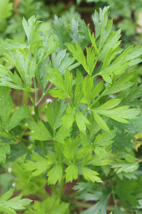 Flat Leaf Parsley - Annapolis Seeds - Nova Scotia Canada