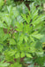 Flat Leaf Parsley - Annapolis Seeds - Nova Scotia Canada