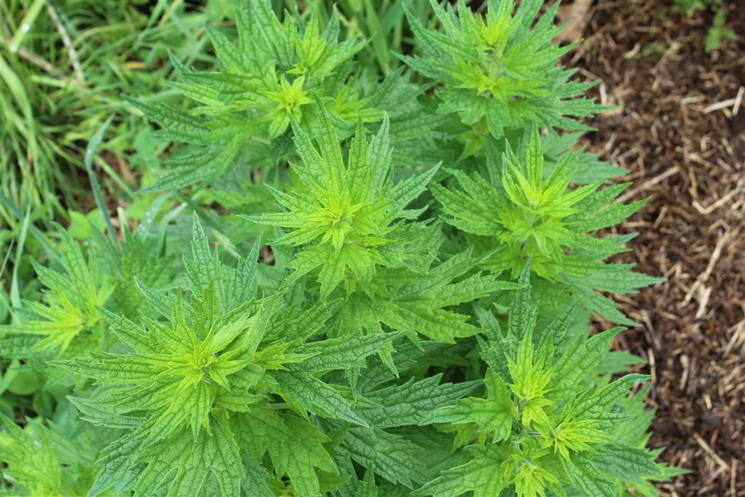 Motherwort - Annapolis Seeds - Nova Scotia Canada
