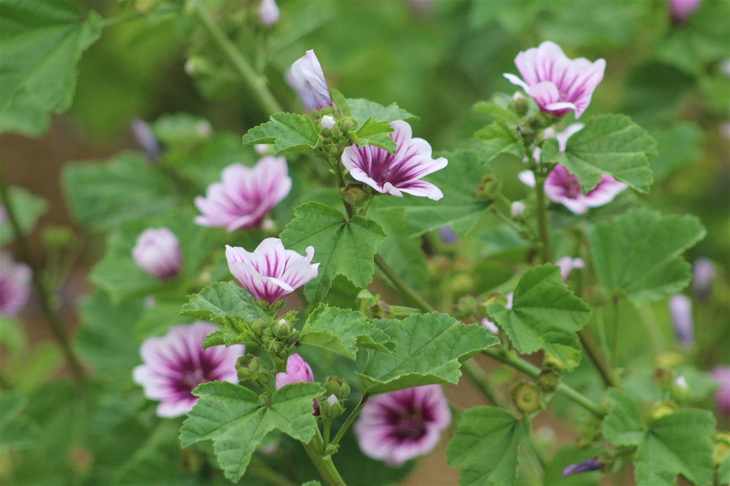 French Mallow - Annapolis Seeds - Nova Scotia Canada