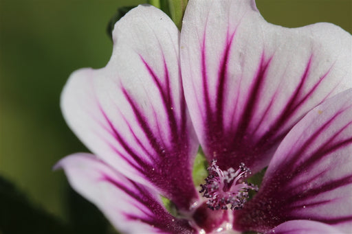 French Mallow - Annapolis Seeds - Nova Scotia Canada