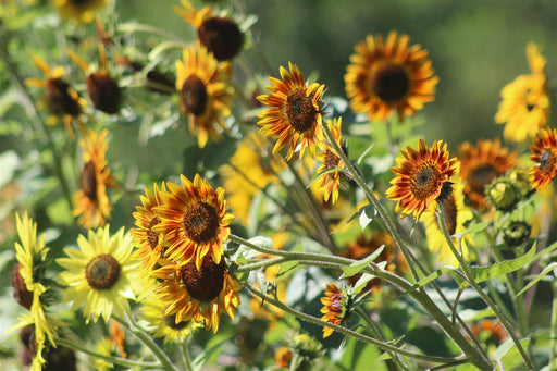Autumn Beauty Sunflower - Annapolis Seeds - Nova Scotia Canada