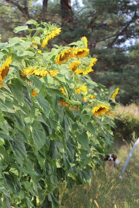 Mammoth Russian Sunflower - Annapolis Seeds - Owen Bridge - Nova Scotia Canada