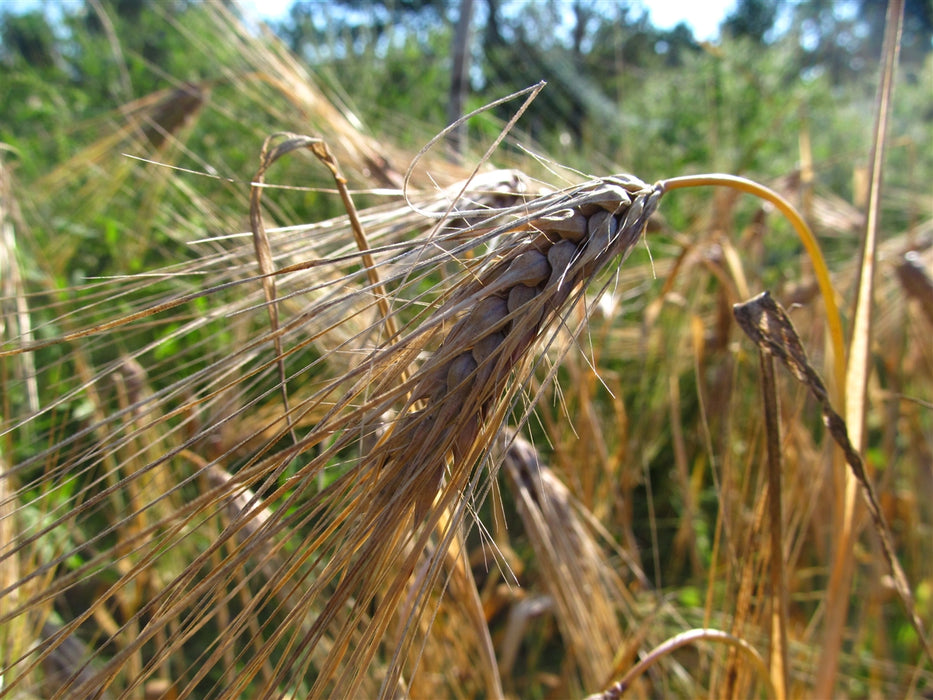 Purple Hulless Barley - Annapolis Seeds - Nova Scotia Canada