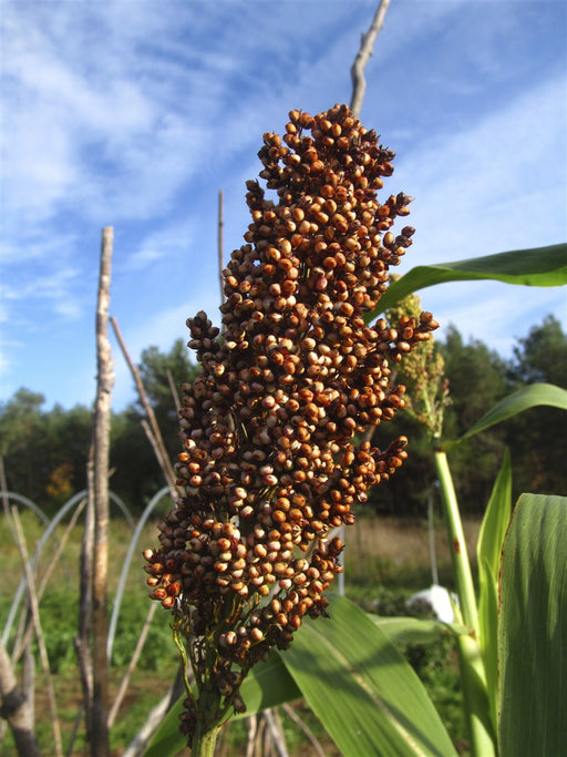 sorghum seed for the garden saskatchewan Mennonite Sorghum — Annapolis Seeds