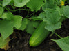 Marketmore 76 Cucumber - Annapolis Seeds