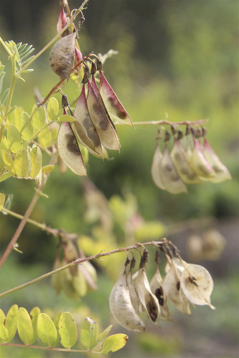Astragalus (Chinese Milk Vetch) -