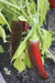 Boldog Paprika Pepper - Annapolis Seeds