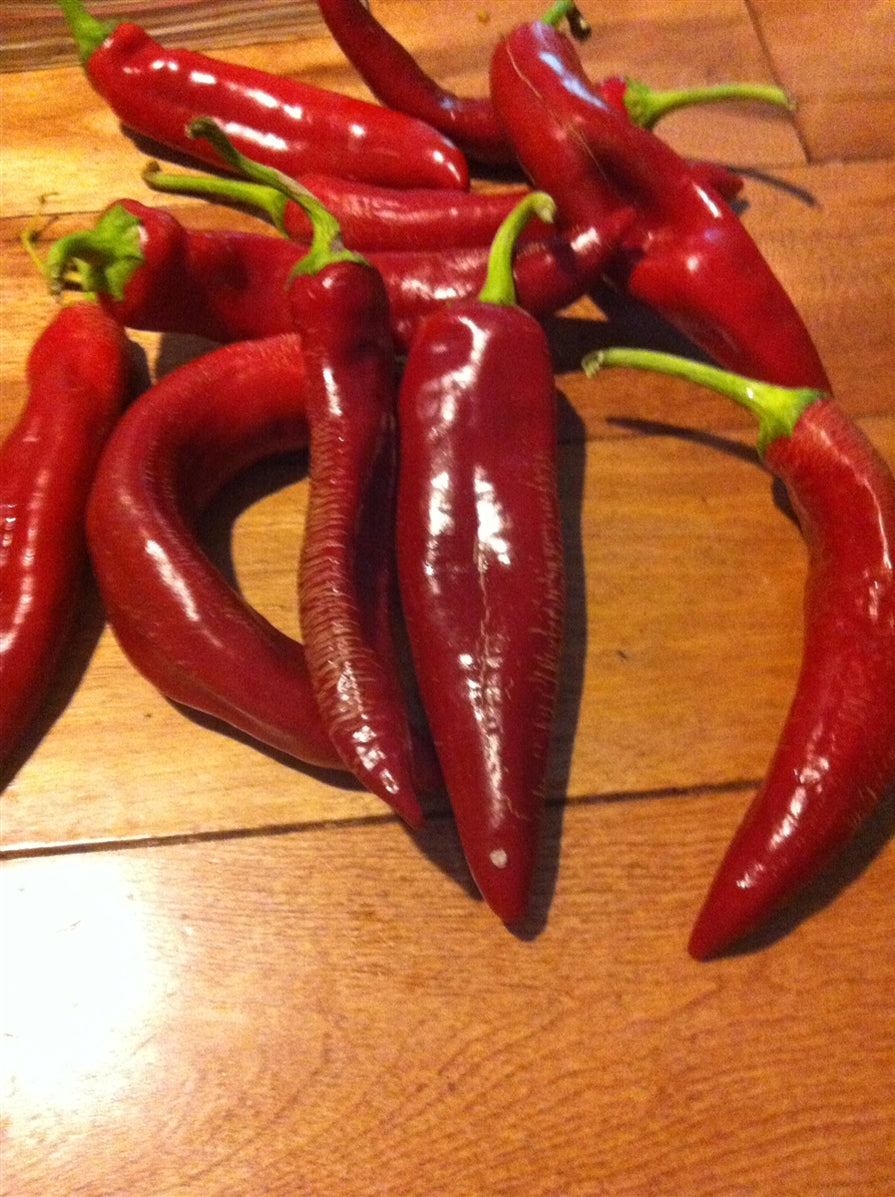 Boldog Paprika Pepper Seeds Grown in Nova Scotia Canada — Annapolis Seeds