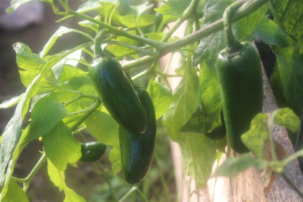Early Jalapeno Pepper - Annapolis Seeds