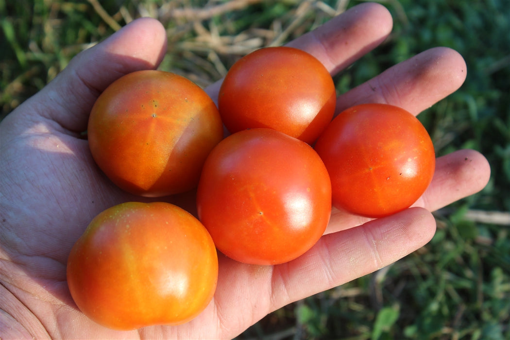 Glacier Tomato - Annapolis Seeds
