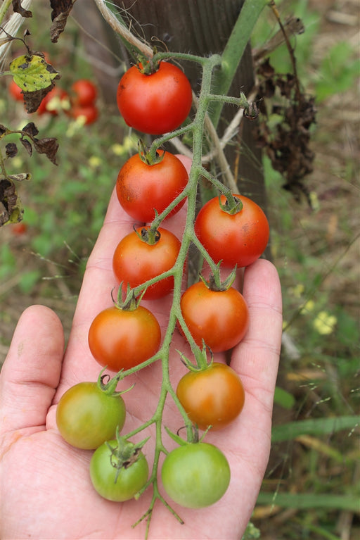 Sweet Baby Girl Tomato - Annapolis Seeds