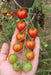 Sweet Baby Girl Tomato - Annapolis Seeds