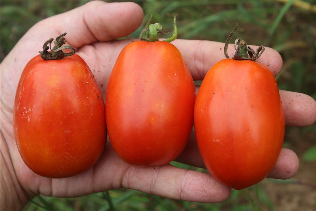 Heidi Tomato - Annapolis Seeds