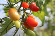 Cherry Roma Tomato - Annapolis Seeds
