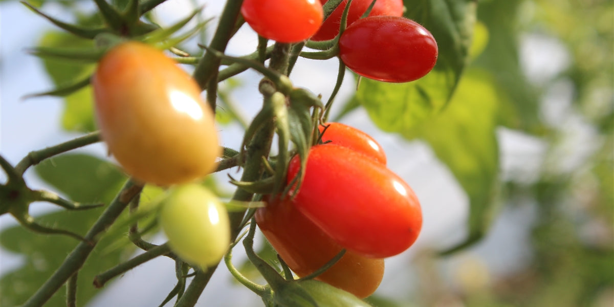 Cherry Roma Tomato Seeds - Grown in Nova Scotia Canada — Annapolis Seeds