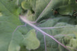 Red Russian Kale - Annapolis Seeds