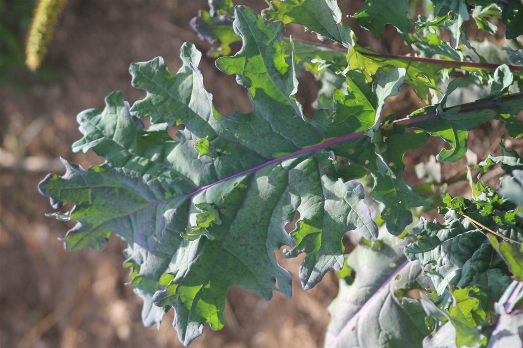 Red Russian Kale - Annapolis Seeds