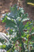 Red Russian Kale - Annapolis Seeds