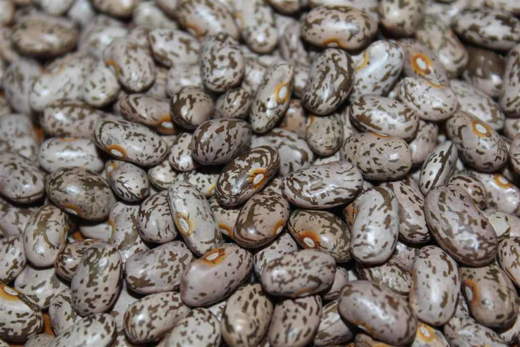 Kodiak Pinto Dry Bean Seeds - Grown in Nova Scotia Canada — Annapolis Seeds