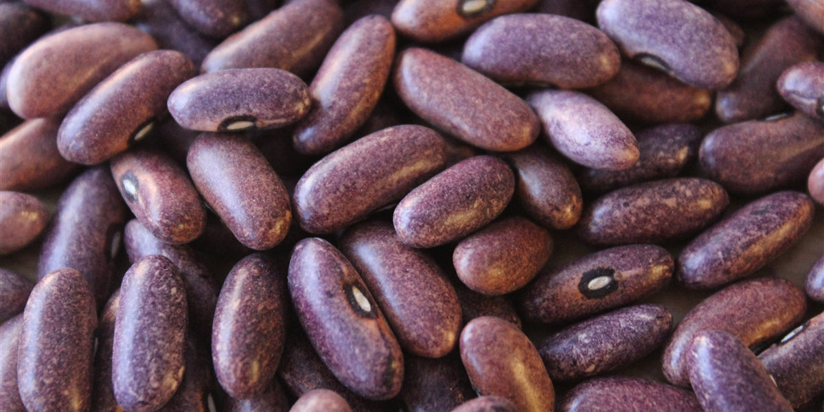 Mrociumere Dry Bean Seeds - Grown in Nova Scotia — Annapolis Seeds