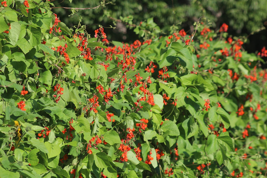 Scarlet Runner Bean - Annapolis Seeds
