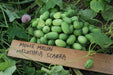 Cucamelon - Annapolis Seeds