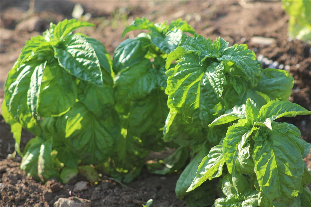 Mammoth Basil - Annapolis Seeds