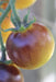 Amethyst Cream Tomato - Annapolis Seeds