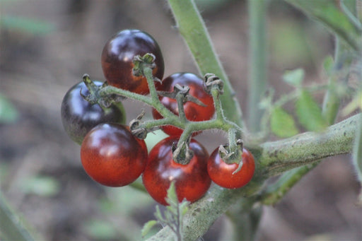 Blue Berries Tomato - Annapolis Seeds