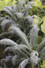 Lacinato Kale - Annapolis Seeds
