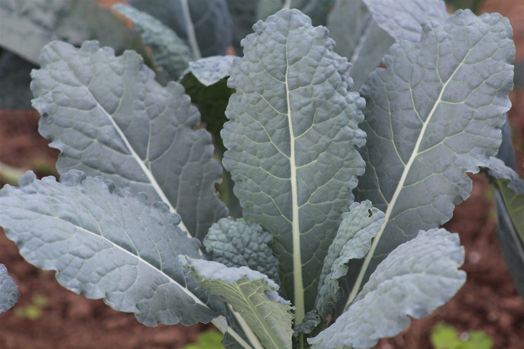 Lacinato Kale - Annapolis Seeds