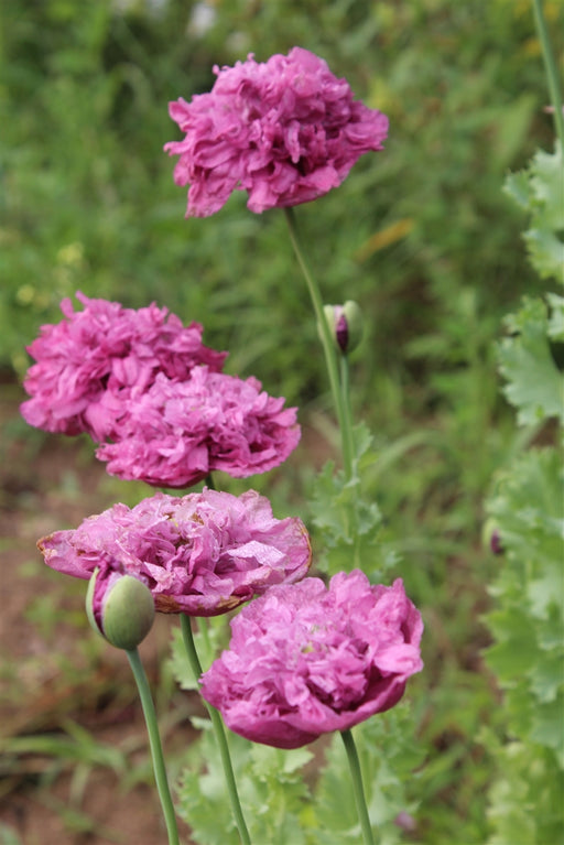Purple Haze Poppy - Annapolis Seeds - Nova Scotia Canada