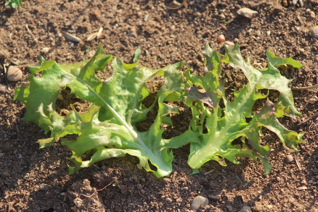 Fine Cut Oak Lettuce - Annapolis Seeds
