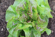 Blushed Butter Cos Lettuce - Annapolis Seeds