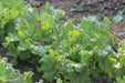 Drunken Woman Lettuce - Annapolis Seeds