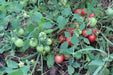 Sweet Tumbler Tomato - Annapolis Seeds