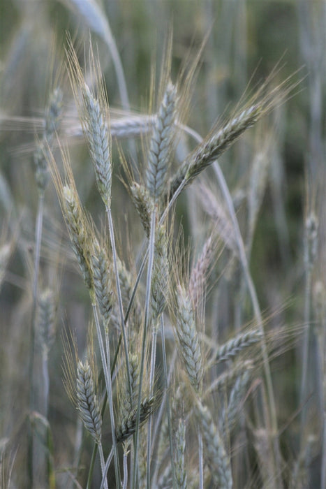 Welsh Triticale - Annapolis Seeds