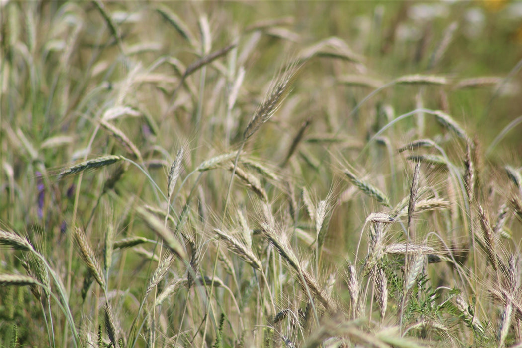 Welsh Triticale - Annapolis Seeds