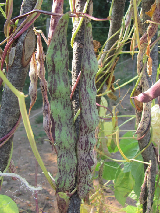 Marvel of Nictaux Bean - Annapolis Seeds - Nova Scotia Canada