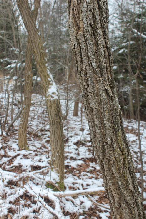 Black Locust Tree - Annapolis Seeds - Nova Scotia Canada