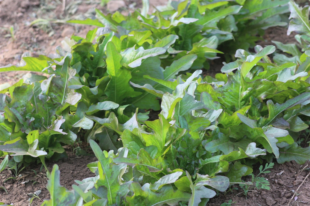 Cocarde Lettuce - Annapolis Seeds