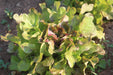 Blushed Butter Oak Lettuce - Annapolis Seeds