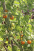 Sungold Select Tomato - Annapolis Seeds