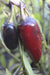 Czech Black Hot Pepper - Annapolis Seeds
