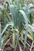 Giant Musselburgh Leek - Annapolis Seeds