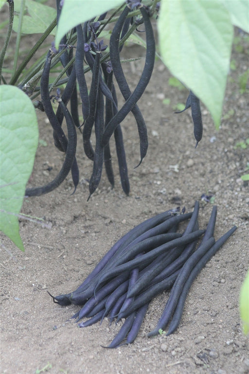 Velour Bean - Annapolis Seeds