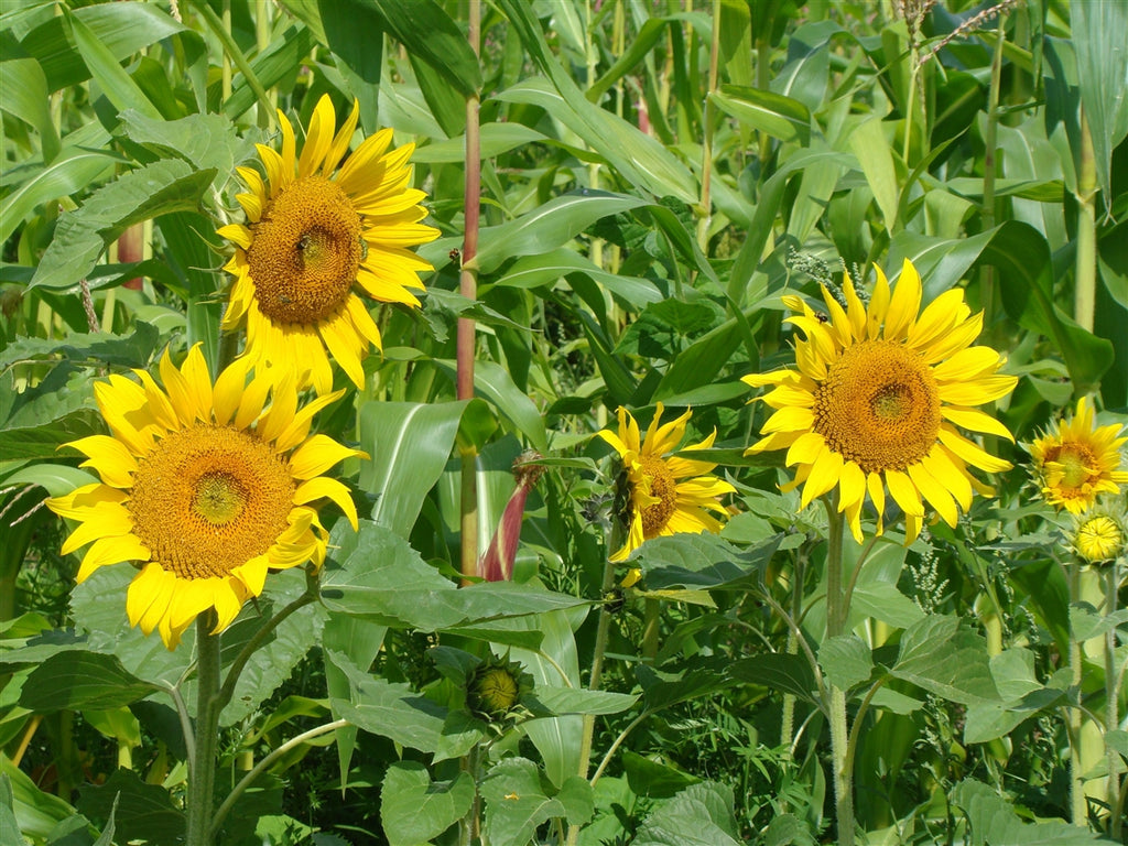 planting peredovik sunflower seeds Peredovik Oilseed Sunflower — Annapolis Seeds