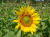 Peredovik Oilseed Sunflower - Annapolis Seeds