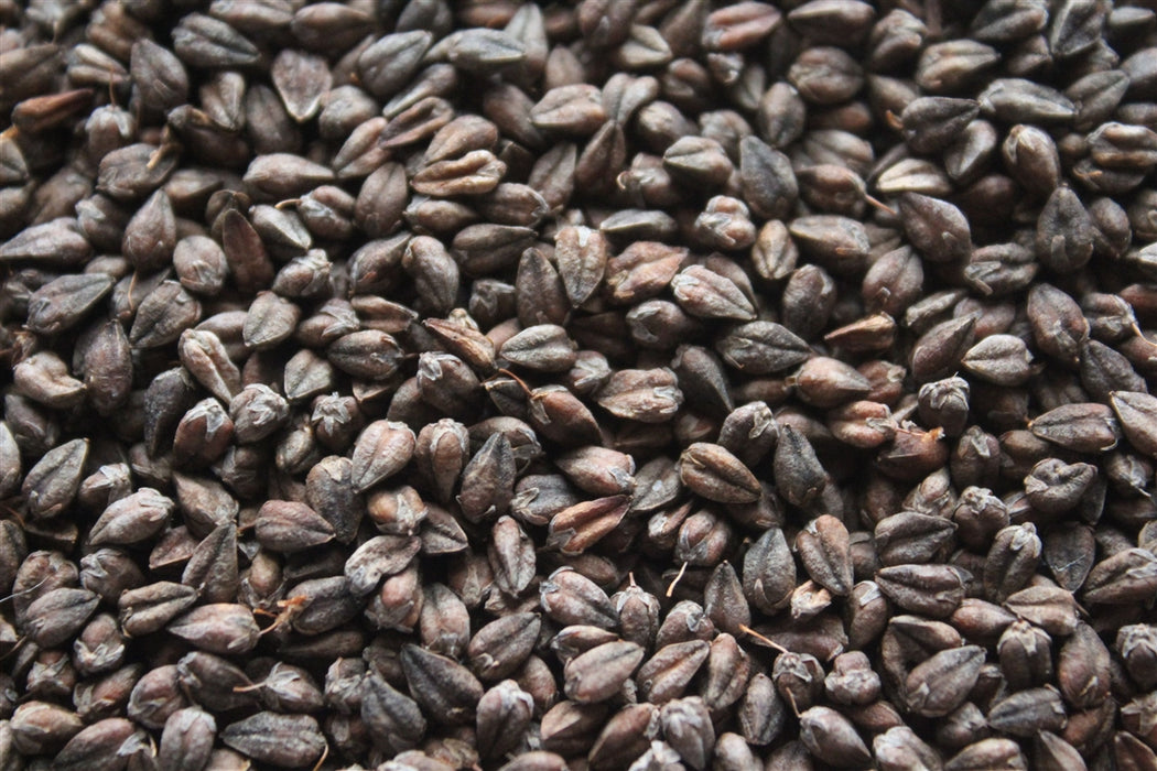 Tartary Buckwheat - Annapolis Seeds